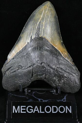Large Megalodon Tooth - North Carolina #21675